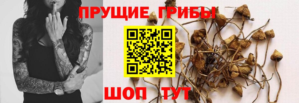 Псилоцибиновые грибы Cubensis Кореновск
